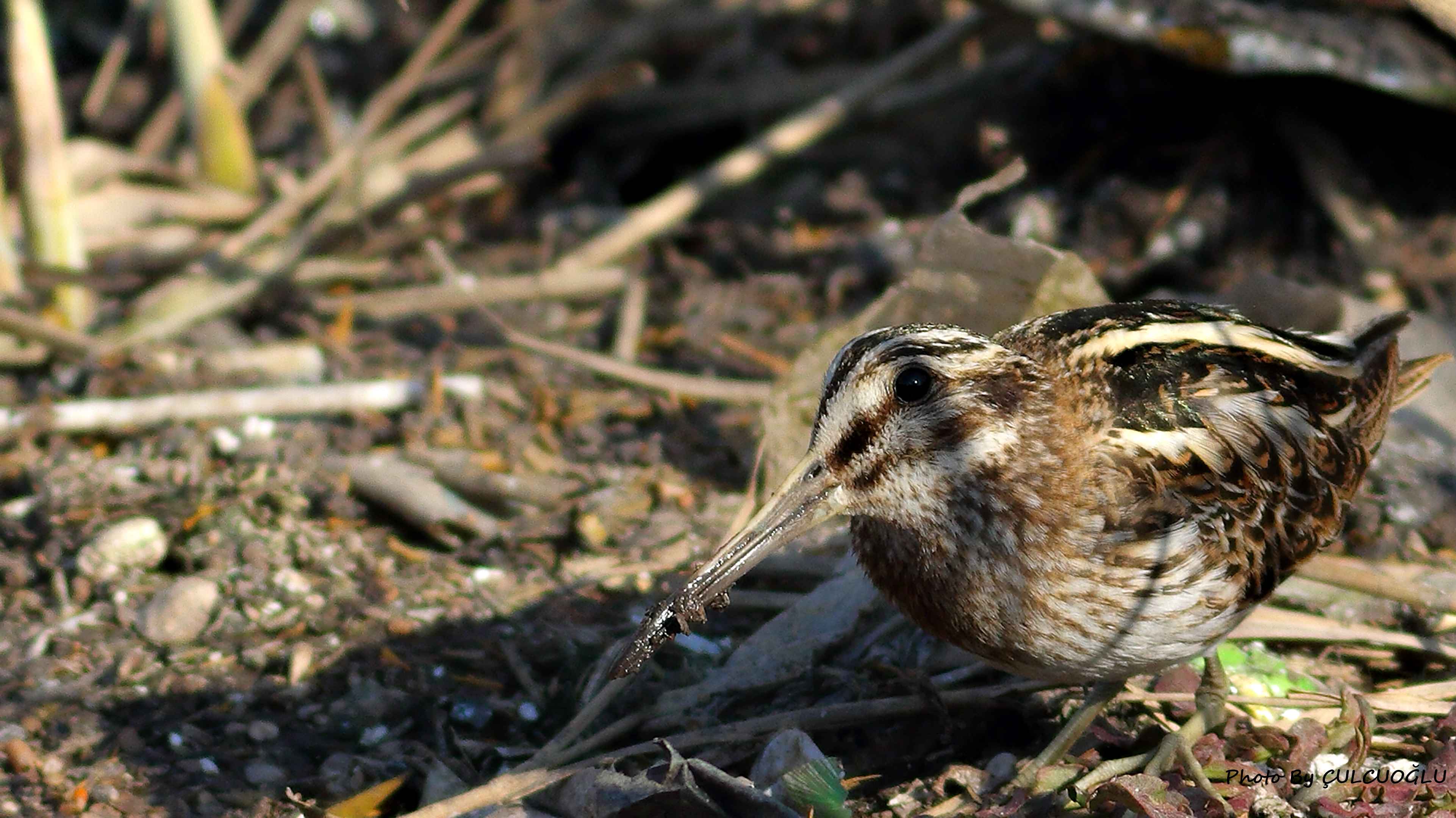 Jack Snipe